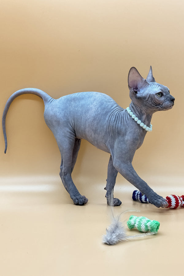 Roxy | Canadian Sphynx Kitten