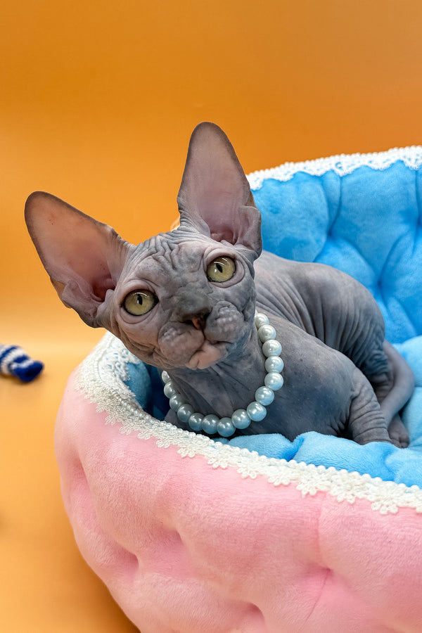 Roxy | Canadian Sphynx Kitten