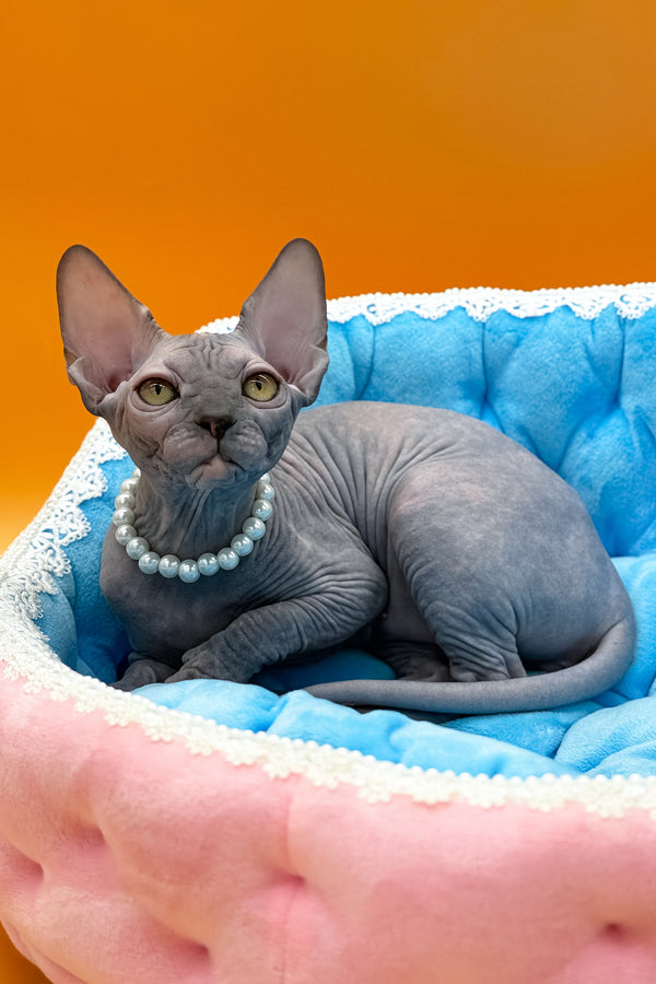 Roxy | Canadian Sphynx Kitten
