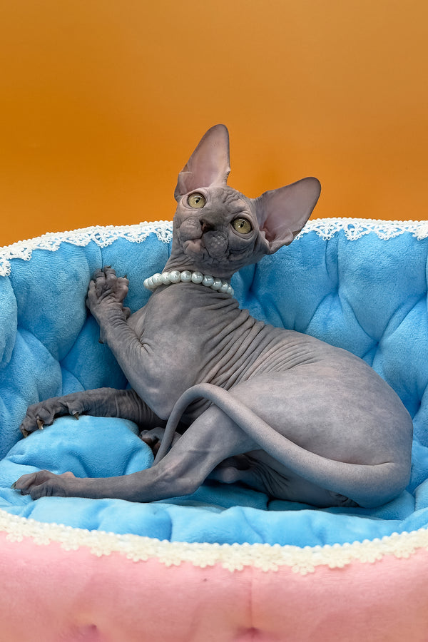 Roxy | Canadian Sphynx Kitten