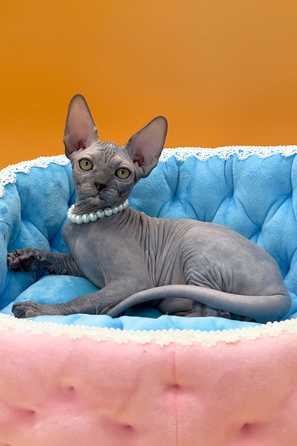 Roxy | Canadian Sphynx Kitten