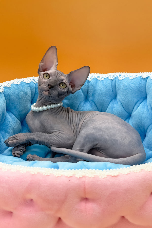 Roxy | Canadian Sphynx Kitten