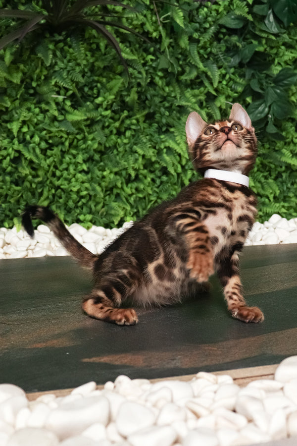 Roy | Bengal Kitten