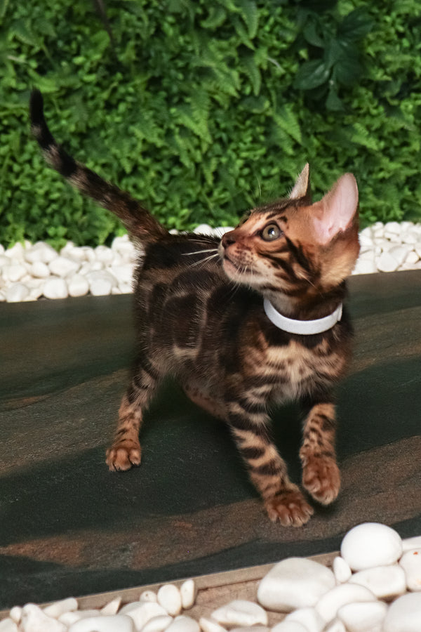 Roy | Bengal Kitten