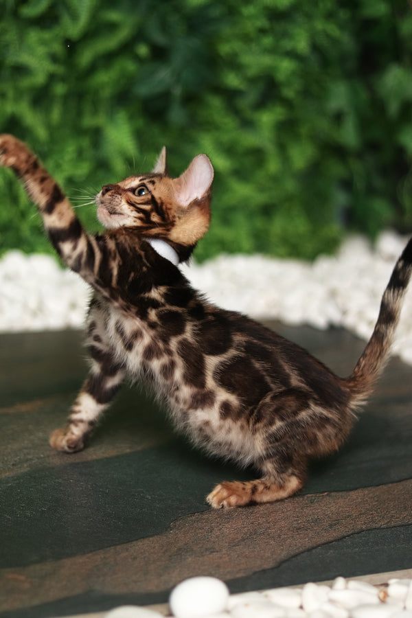 Roy | Bengal Kitten