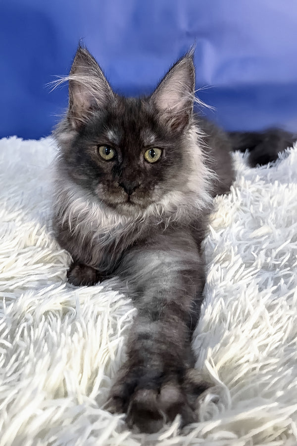 Regina | Maine Coon Kitten
