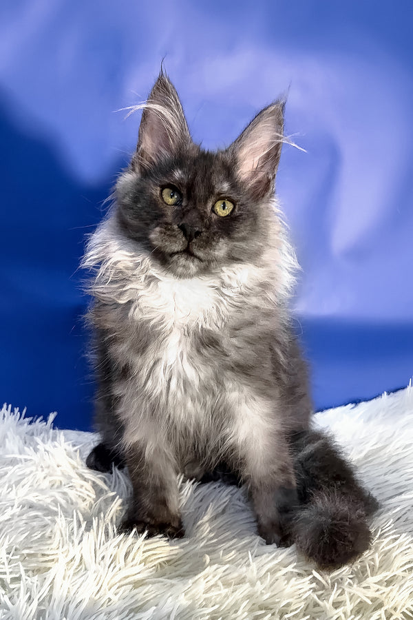 Regina | Maine Coon Kitten