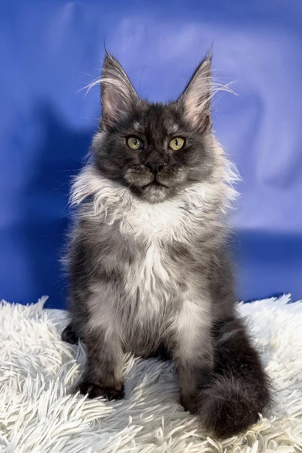 Regina | Maine Coon Kitten