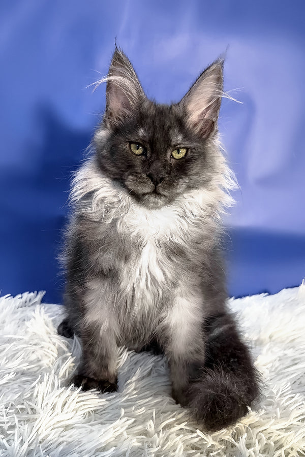 Regina | Maine Coon Kitten