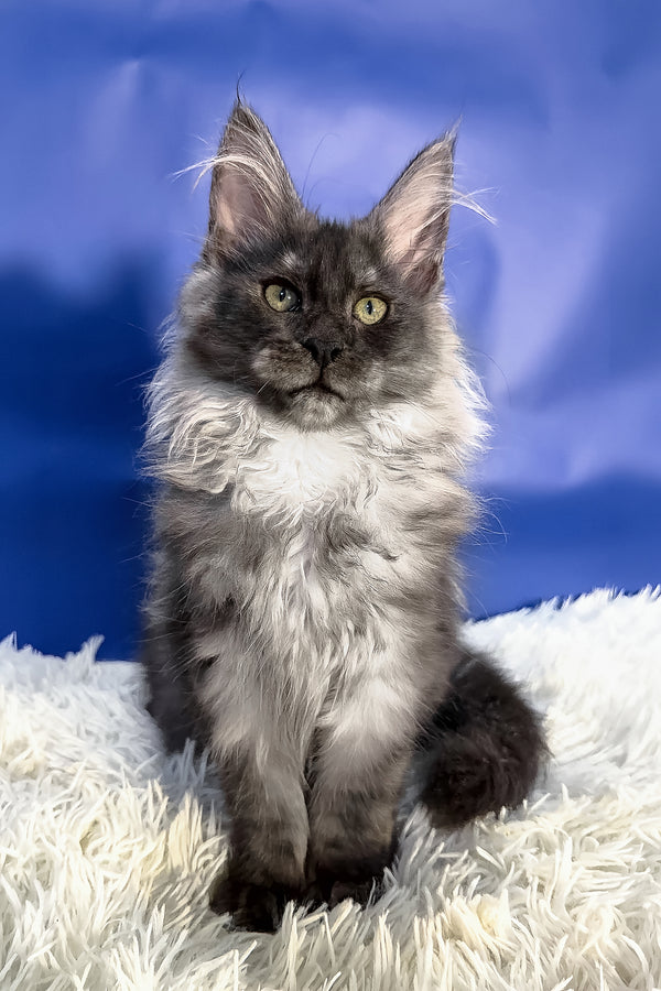 Regina | Maine Coon Kitten