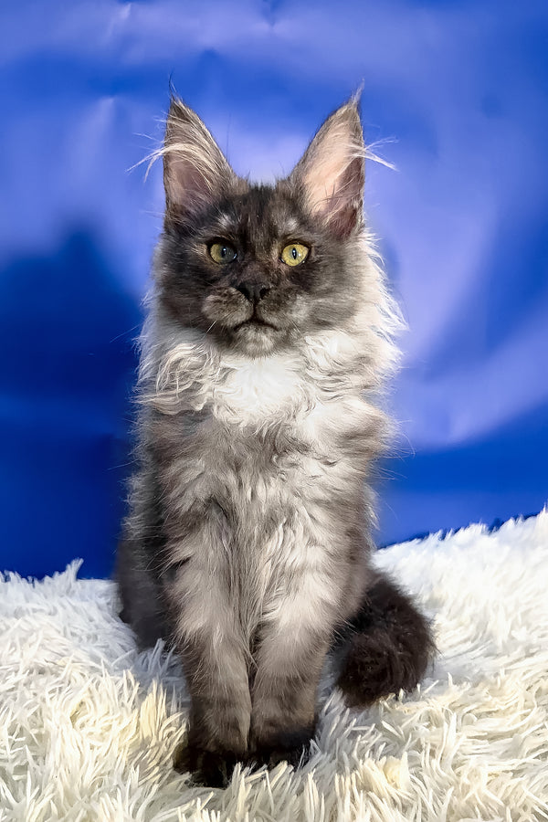 Regina | Maine Coon Kitten