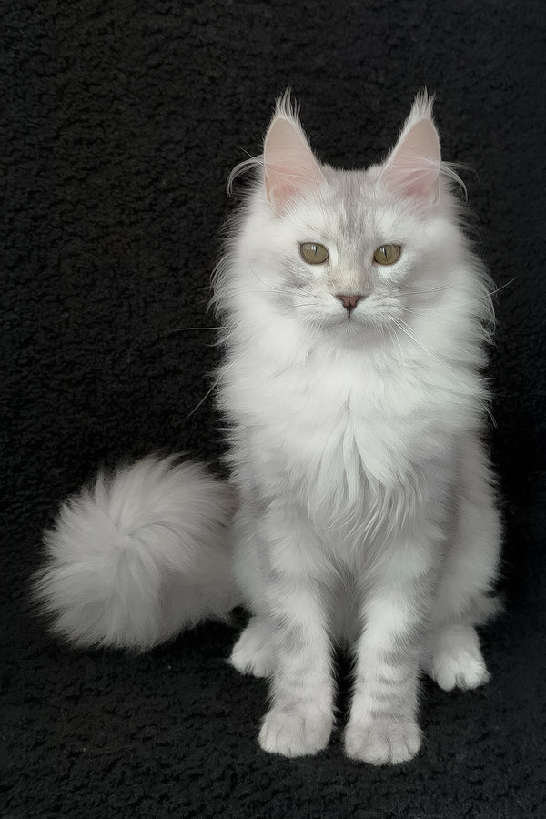 Roza | Maine Coon Kitten