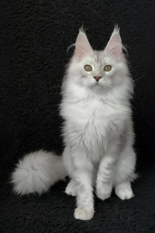 Roza | Maine Coon Kitten