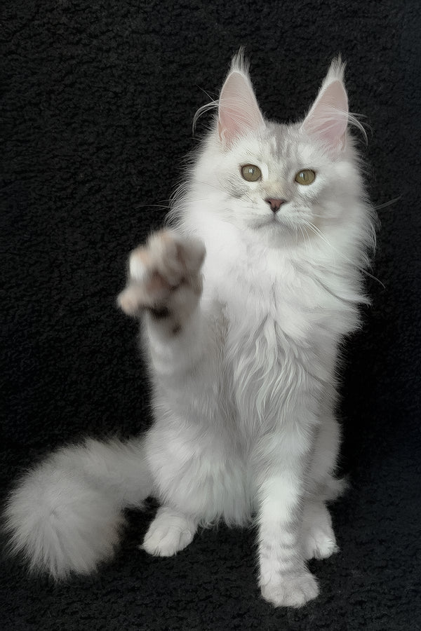 Roza | Maine Coon Kitten