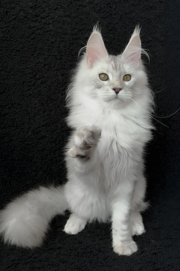 Roza | Maine Coon Kitten