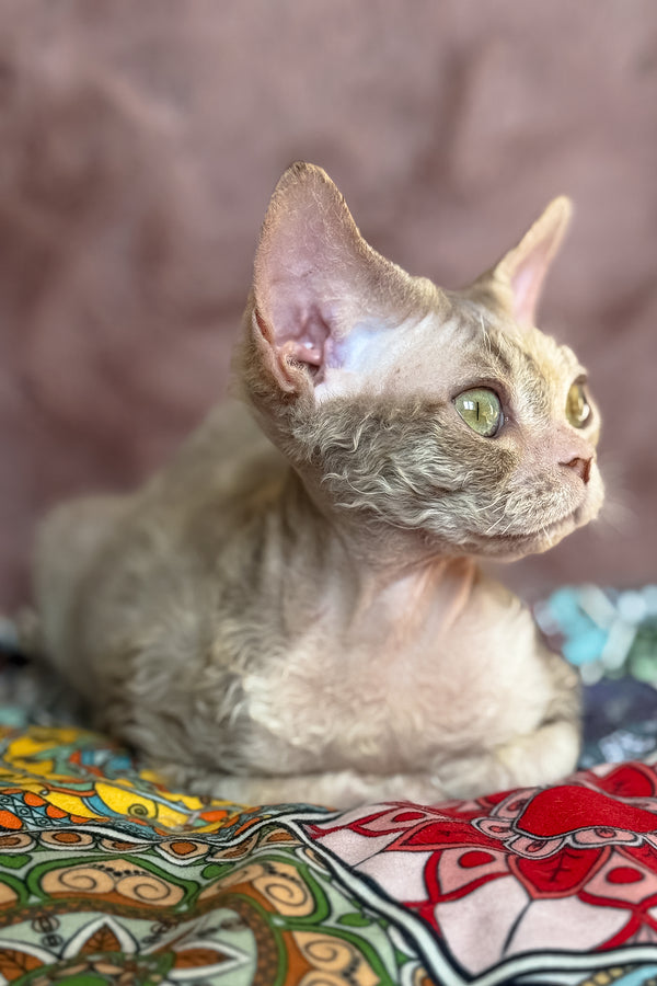 Ruby the Devon Rex Kitten Lovely and Unique