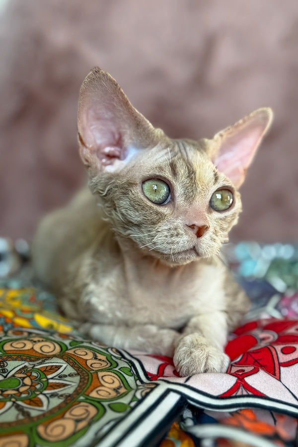 Ruby | Devon Rex Kitten