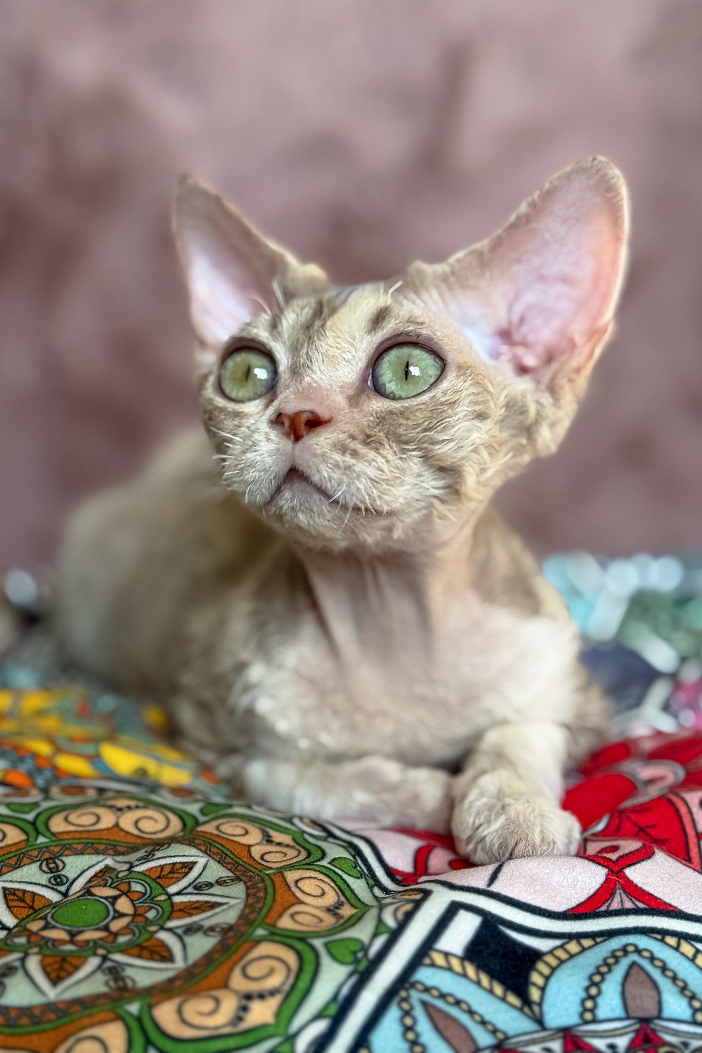 Ruby the Devon Rex Kitten Lovely and Unique