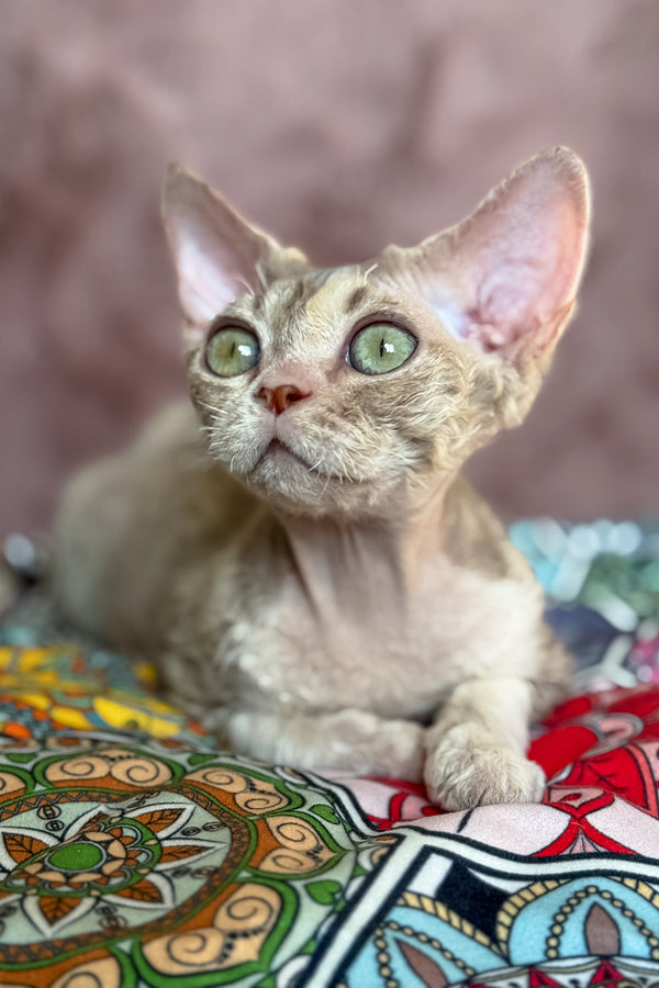 Ruby | Devon Rex Kitten