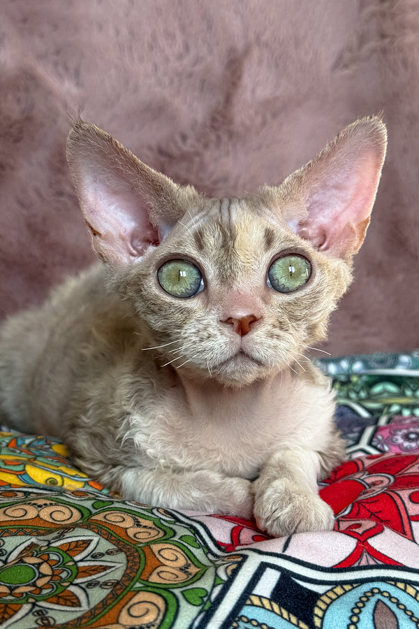 Ruby | Devon Rex Kitten