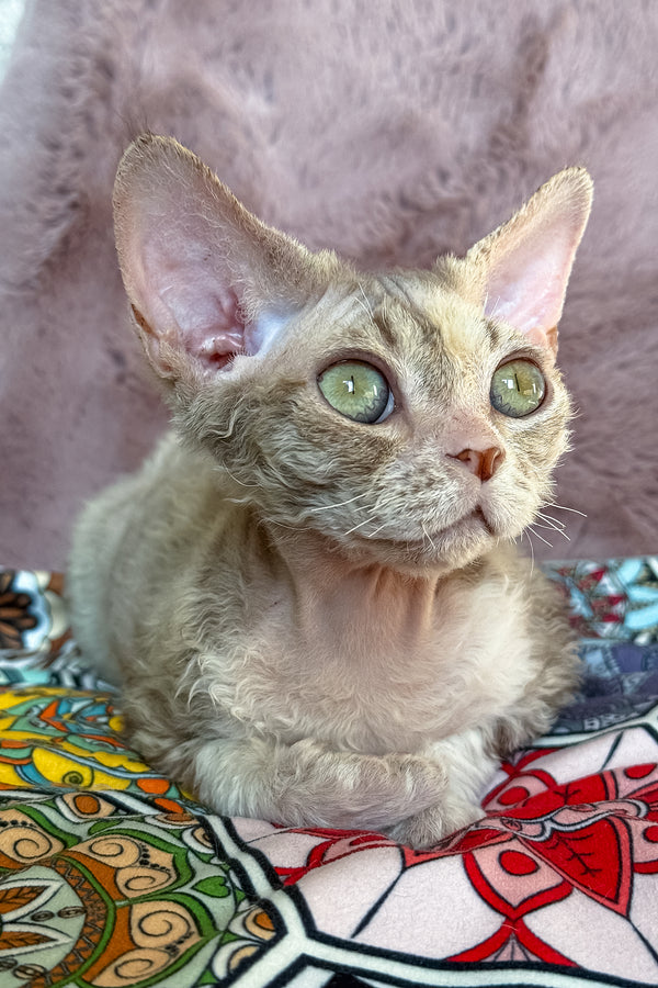 Ruby | Devon Rex Kitten