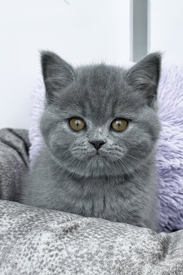 Rudy | British Shorthair Kitten