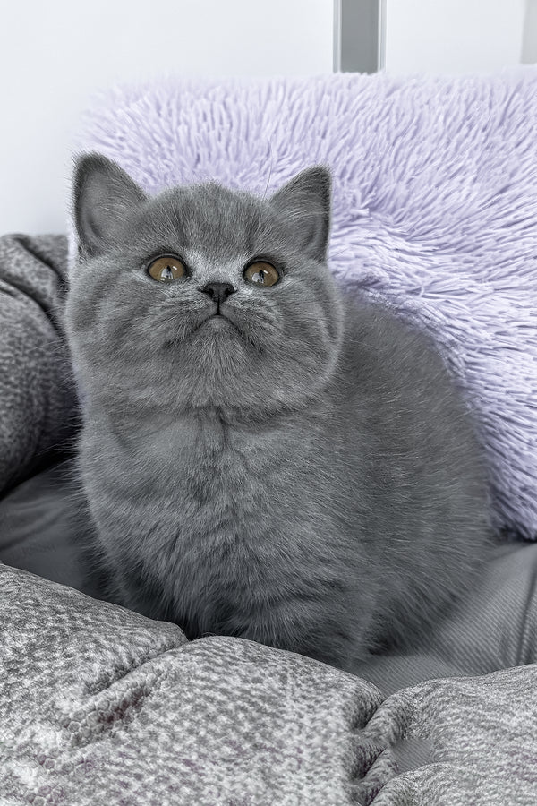 Rudy | British Shorthair Kitten