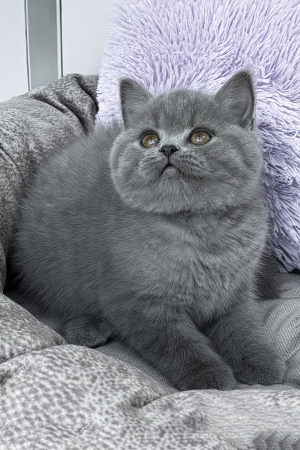 Rudy | British Shorthair Kitten