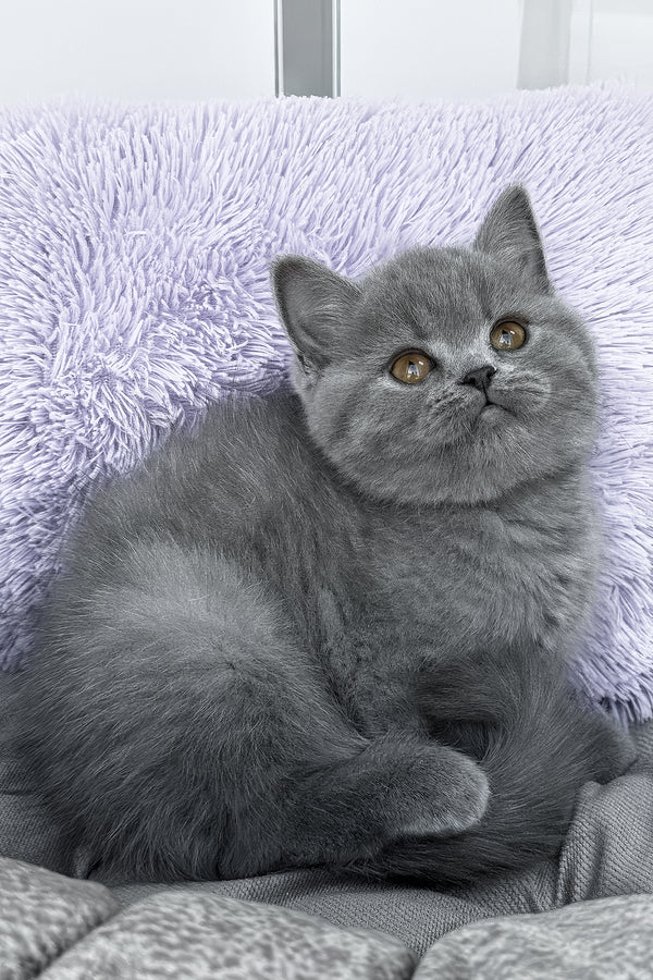 Rudy | British Shorthair Kitten