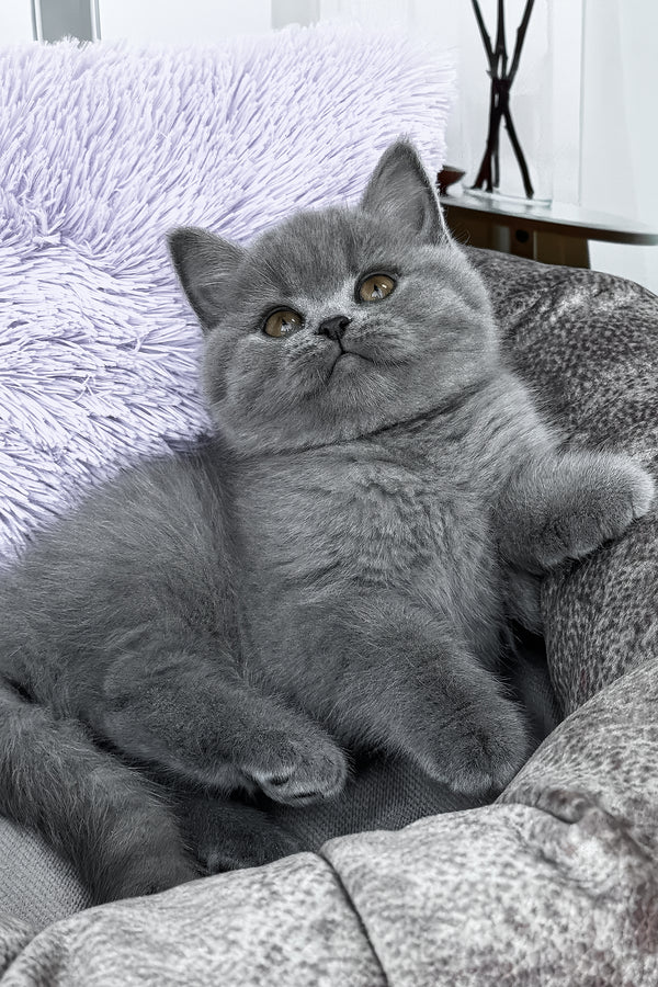 Rudy | British Shorthair Kitten