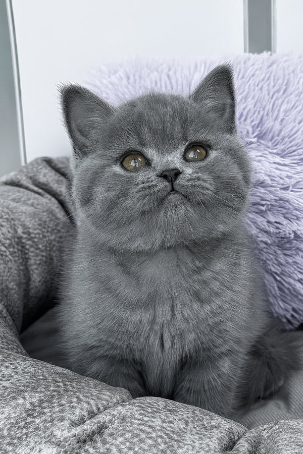 Rudy | British Shorthair Kitten