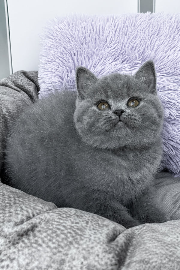 Rudy | British Shorthair Kitten