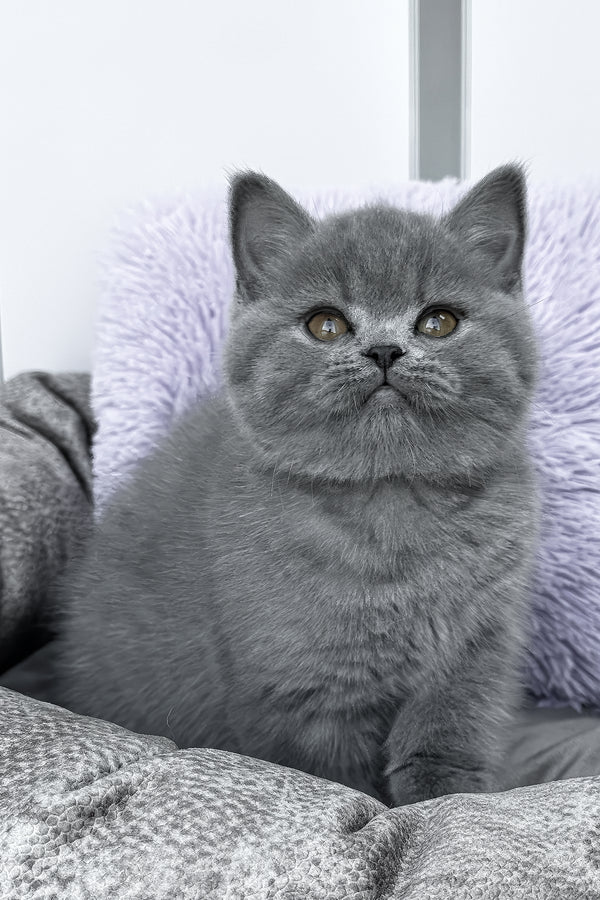Rudy | British Shorthair Kitten