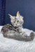 Rune | Maine Coon Kitten