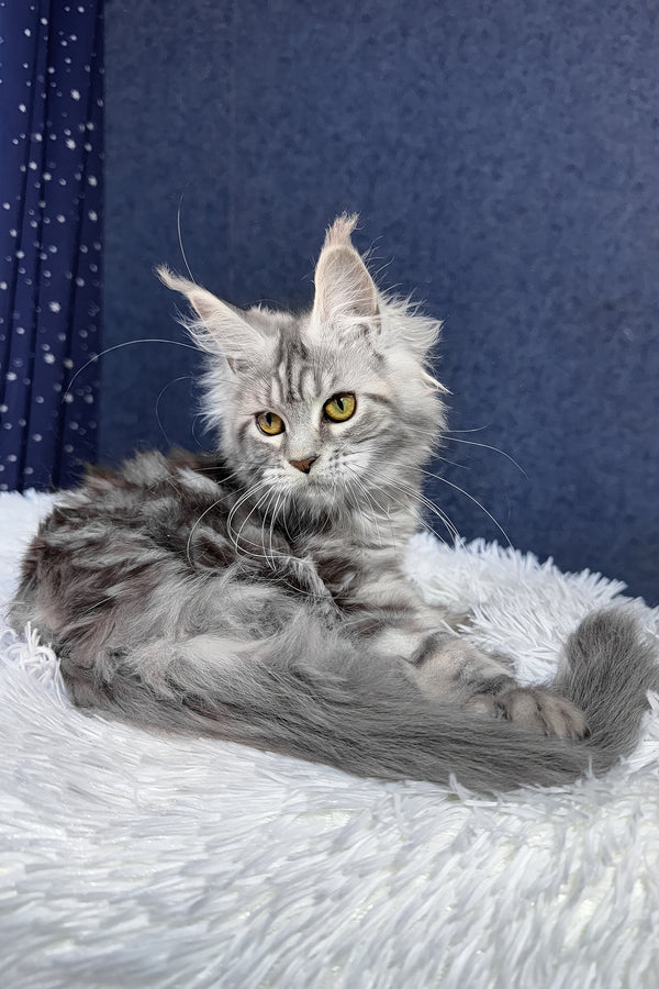 Rune | Maine Coon Kitten