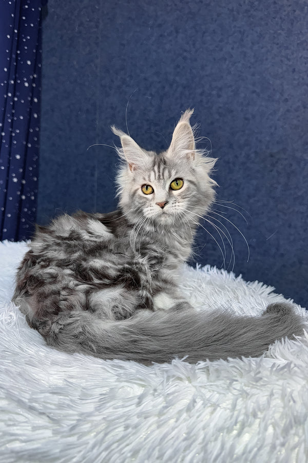 Rune | Maine Coon Kitten