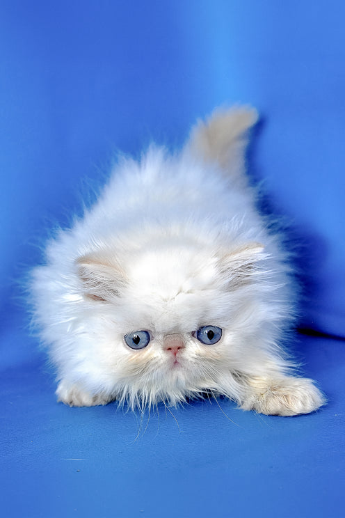 Sapfir | Persian Kitten