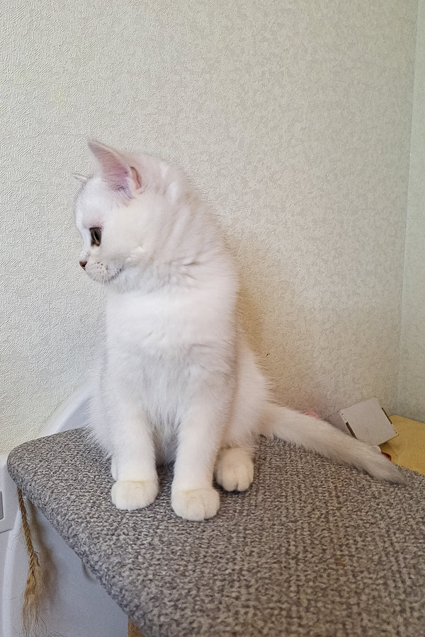 Simas | Scottish Straight Kitten