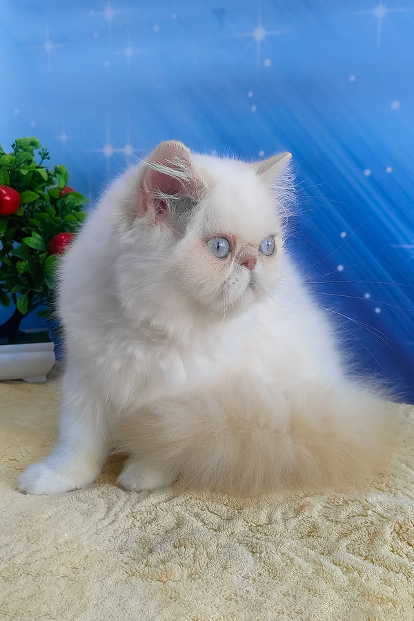 Saffi | Persian Kitten