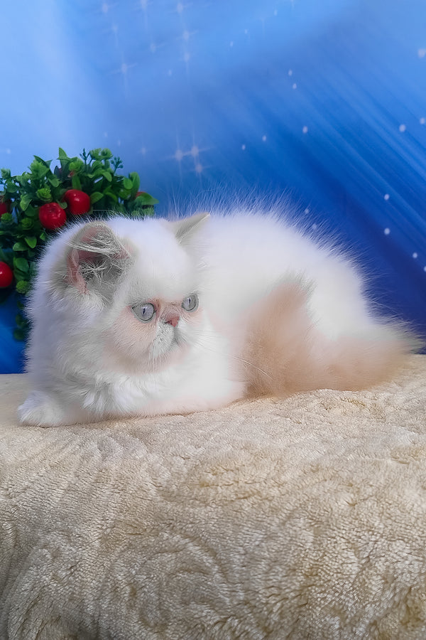Saffi | Persian Kitten