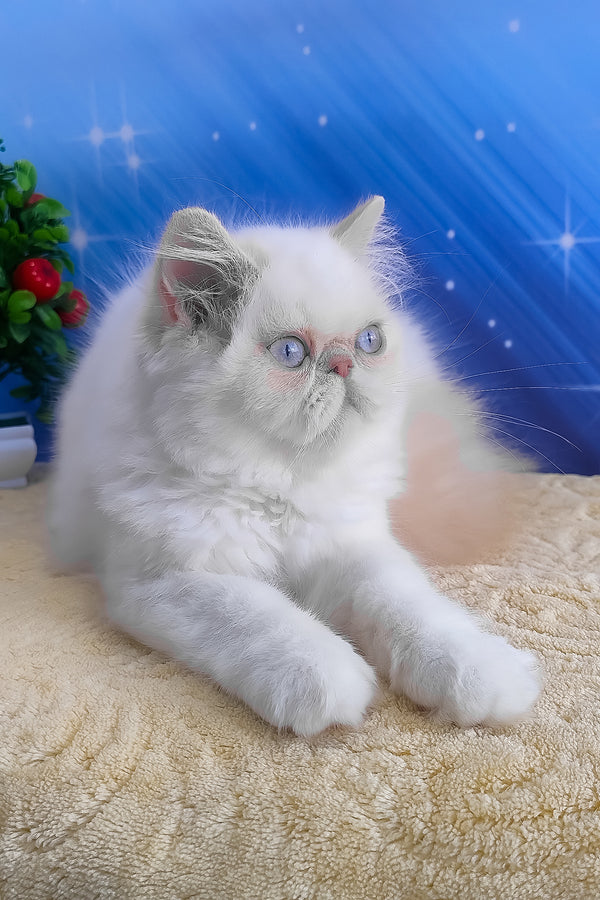 Saffi | Persian Kitten