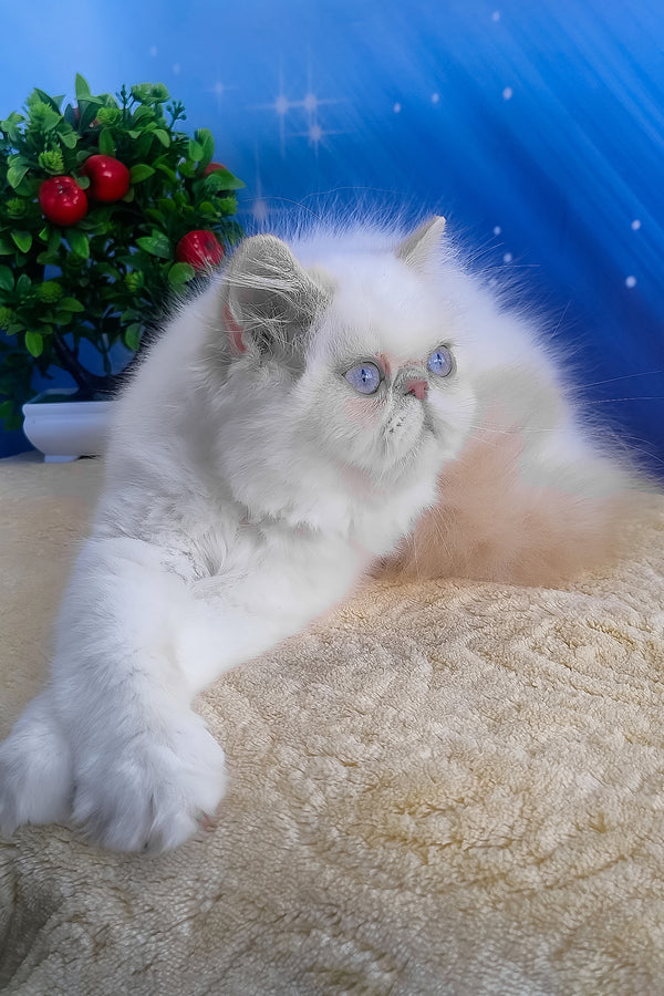 Saffi | Persian Kitten