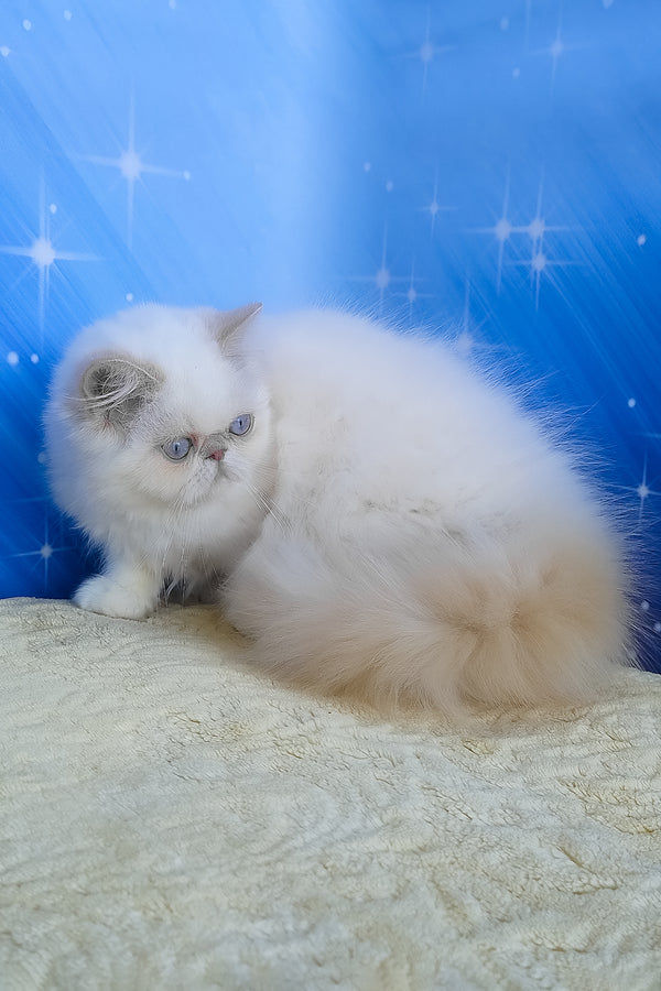 Saffi | Persian Kitten