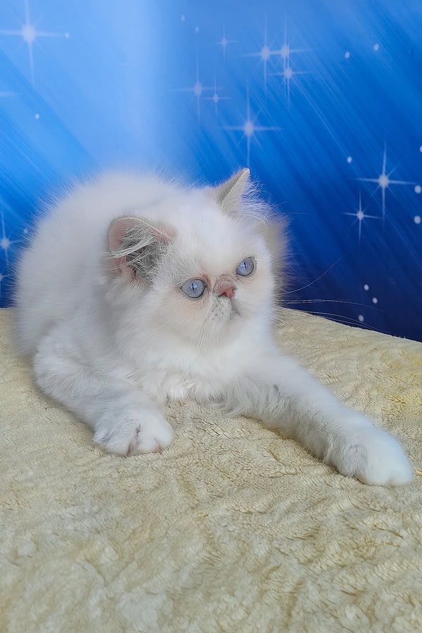 Saffi | Persian Kitten