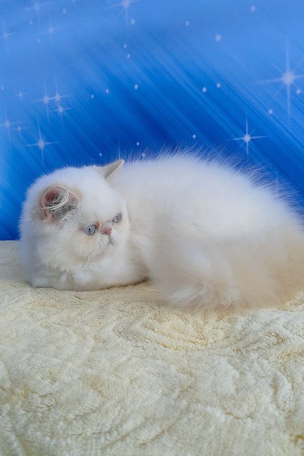 Saffi | Persian Kitten