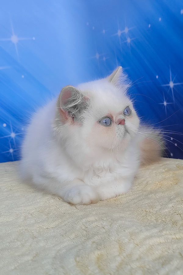 Saffi | Persian Kitten