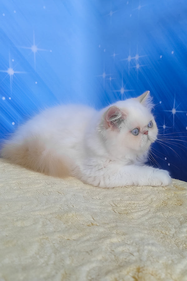 Saffi | Persian Kitten