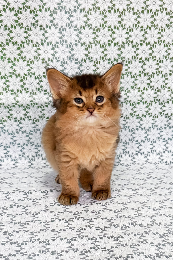 Sakar | Somali Kitten
