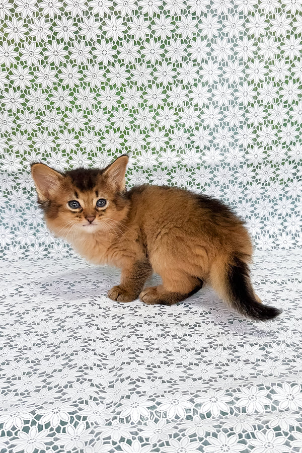 Sakar | Somali Kitten