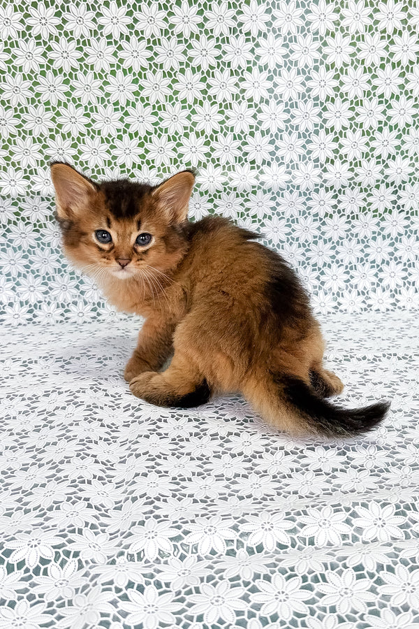 Sakar | Somali Kitten
